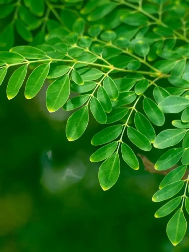 Benefits Of Eating Drumstick Leaves-1